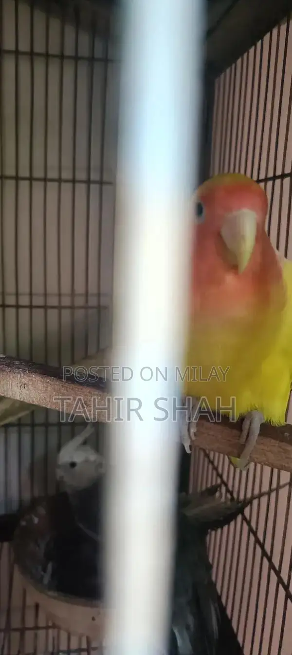 Comprehensive Pijra Product Set with Multiple Components