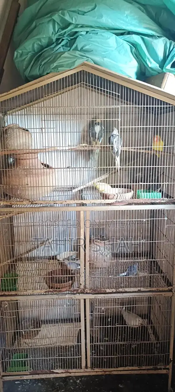 Comprehensive Pijra Product Set with Multiple Components