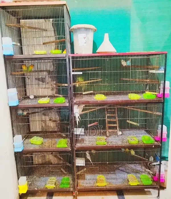 parrot love birds with Cage