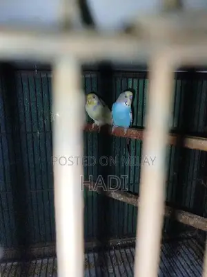 parrot love birds with Cage