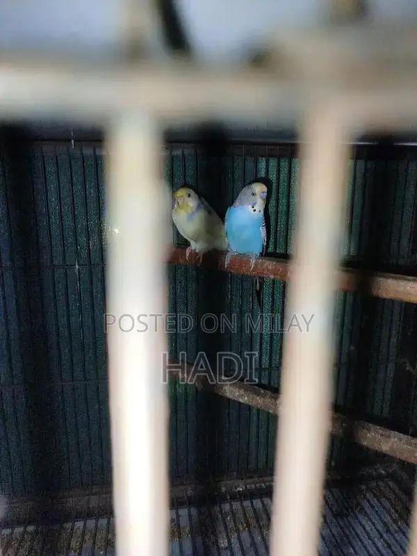 parrot love birds with Cage