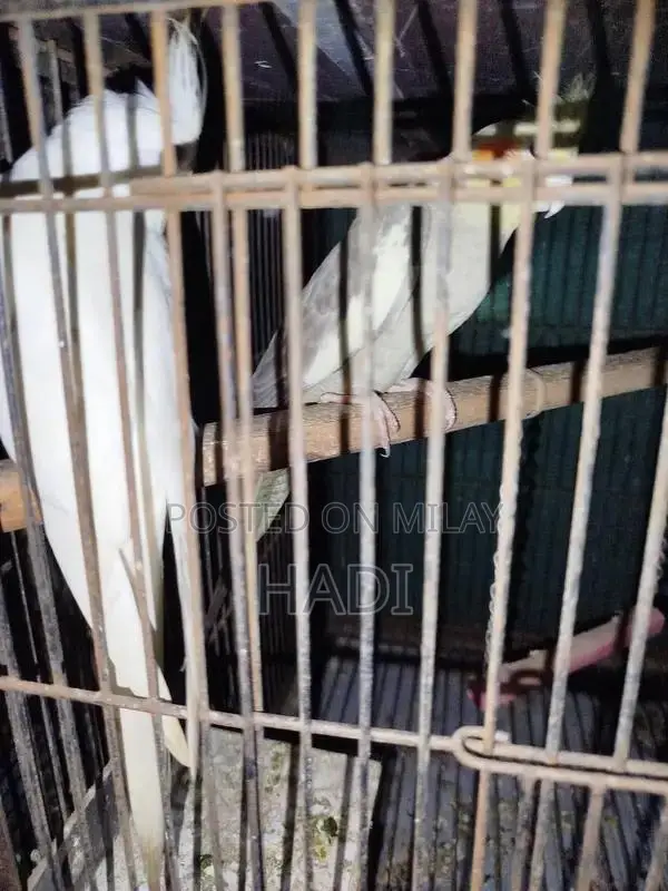 parrot love birds with Cage