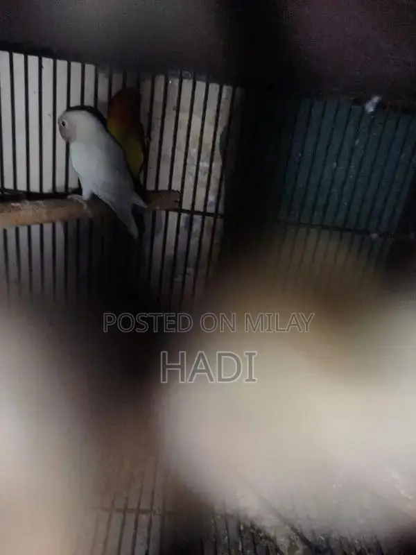 parrot love birds with Cage