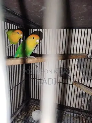 parrot love birds with Cage