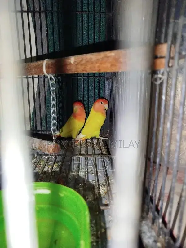 parrot love birds with Cage