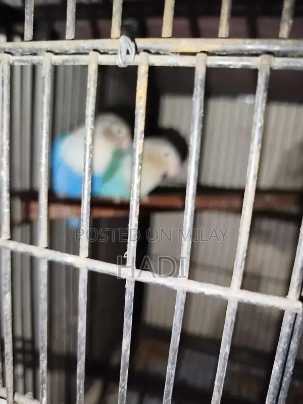 parrot love birds with Cage