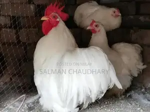 Photo - Colorful Bantam Chicken Breeding Pairs - White, Black, Blue