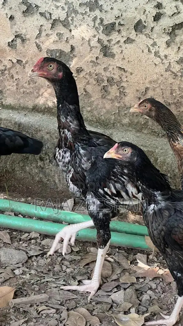 Fresh Healthy Baby Chicks for Sale - Quality Poultry Breeding Stock