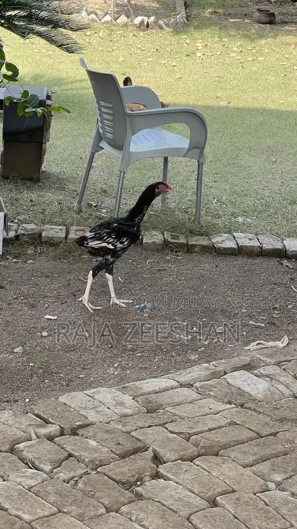 Fresh Healthy Baby Chicks for Sale - Quality Poultry Breeding Stock