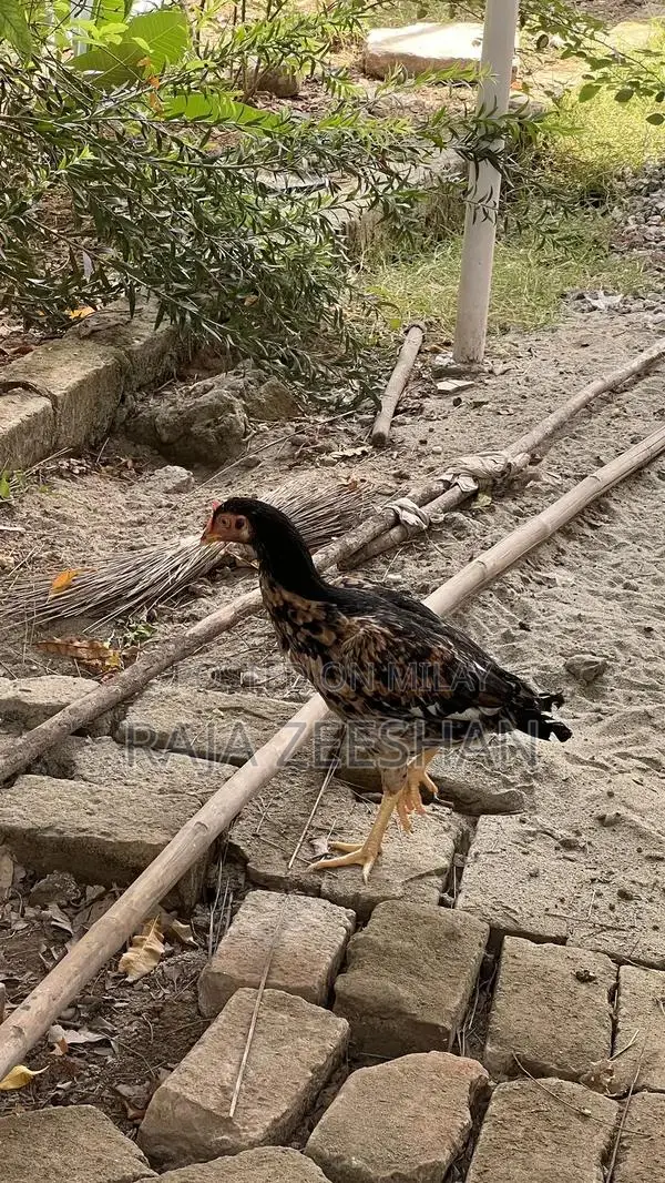 Fresh Healthy Baby Chicks for Sale - Quality Poultry Breeding Stock