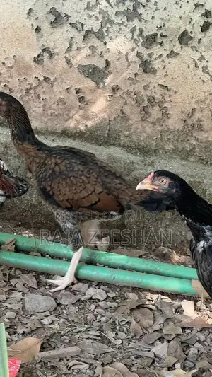 Fresh Healthy Baby Chicks for Sale - Quality Poultry Breeding Stock