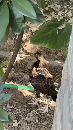 Fresh Healthy Baby Chicks for Sale - Quality Poultry Breeding Stock