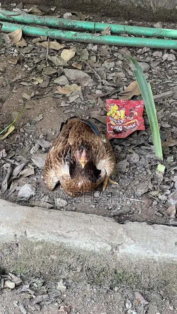 Fresh Healthy Baby Chicks for Sale - Quality Poultry Breeding Stock