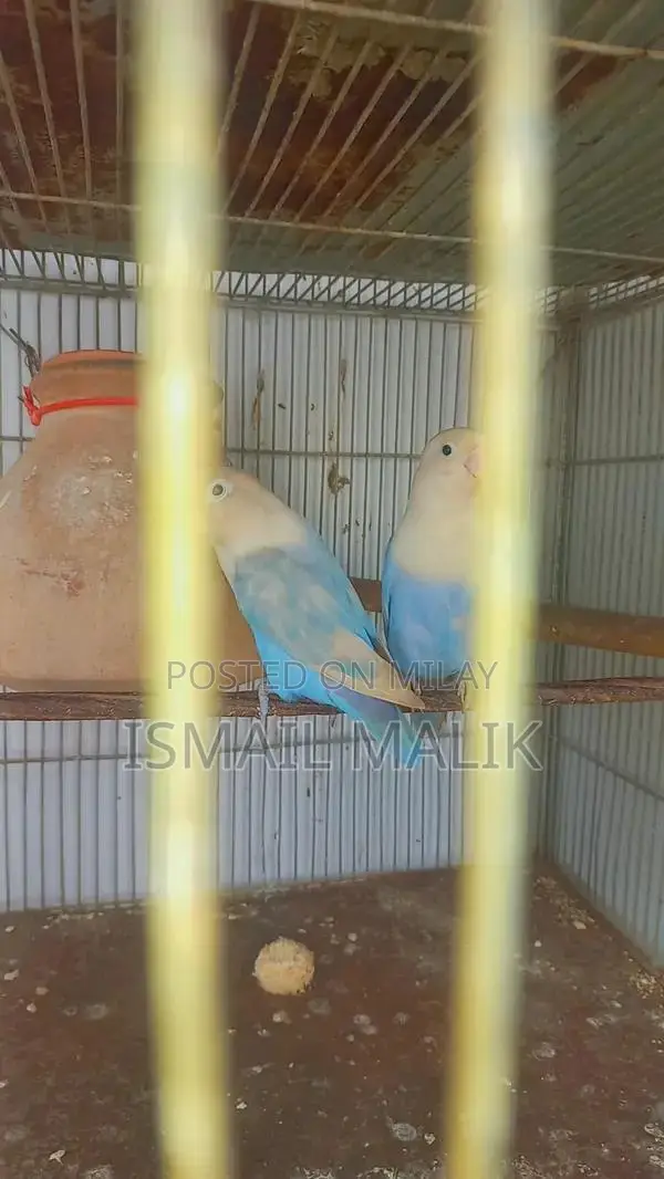 Albino split to Blue opline