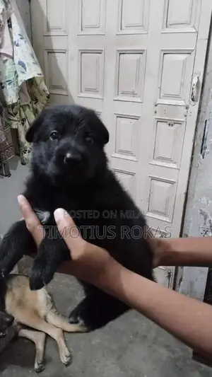 Photo - Healthy German Shepherd Puppies - Active and Ready for Loving Homes