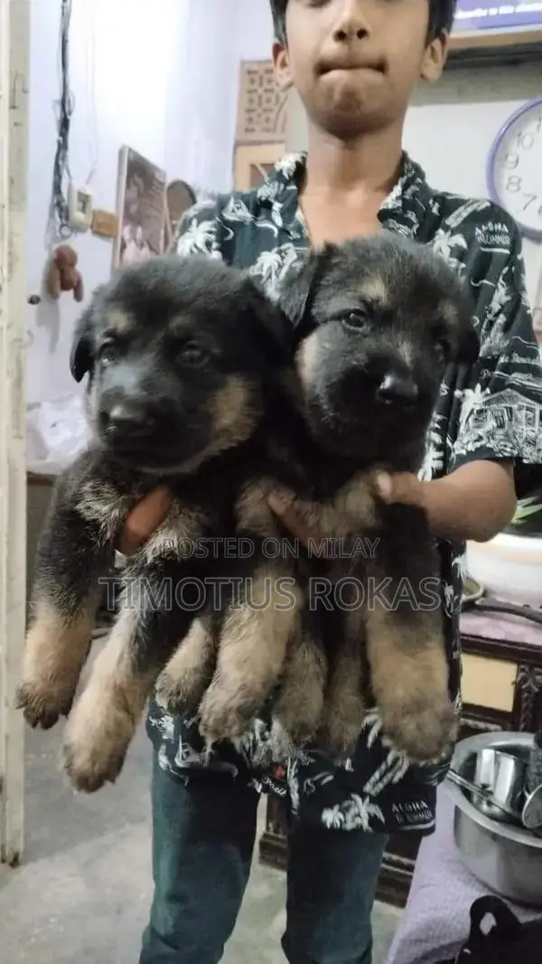 Healthy German Shepherd Puppies - Active and Ready for Loving Homes