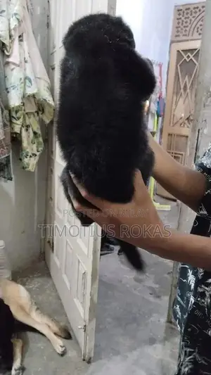 Healthy German Shepherd Puppies - Active and Ready for Loving Homes