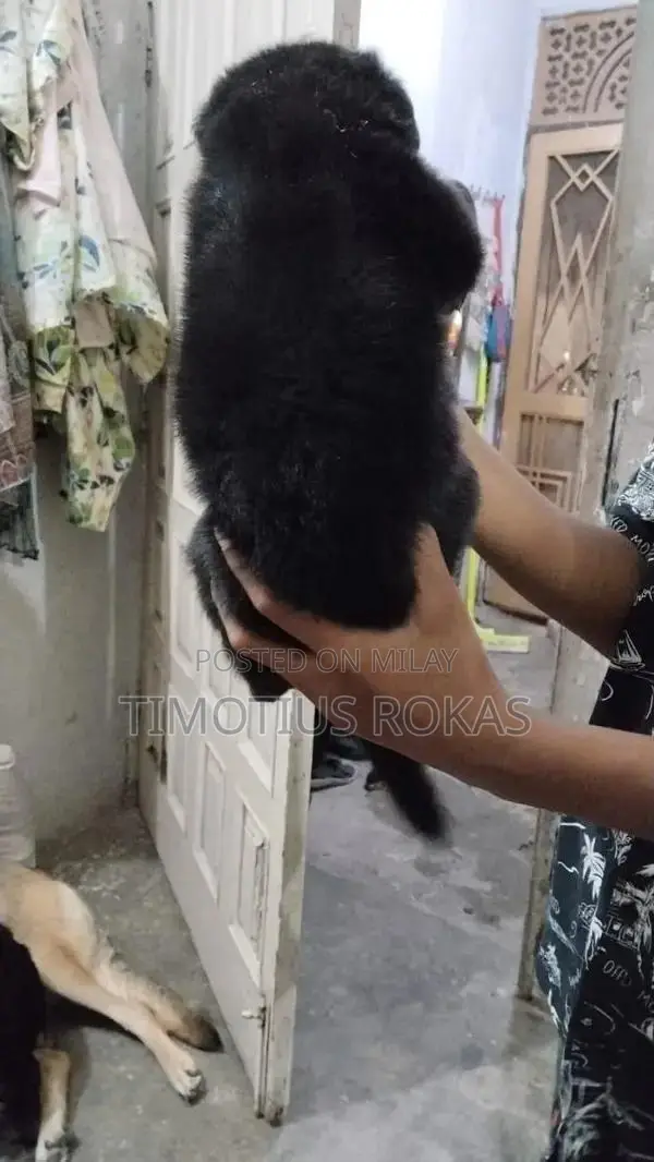 Healthy German Shepherd Puppies - Active and Ready for Loving Homes