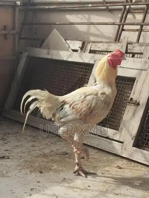 Photo - Aseel original whole setup sale