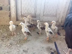Photo - Pure Aseel Chicken Chicks - High-Quality Breeding Stock