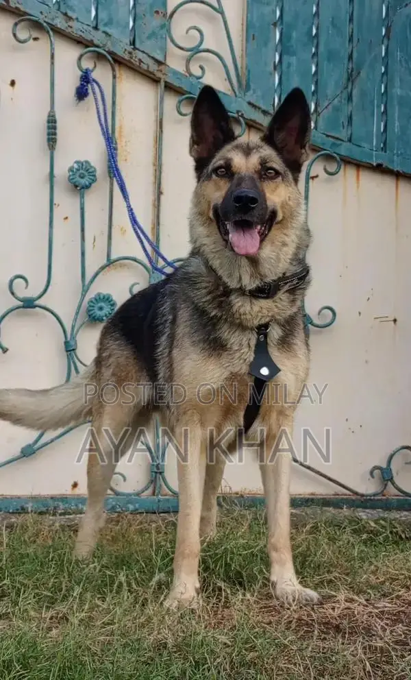 7-Month-Old Female Bighyari Security Guard Dog