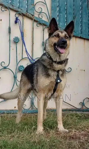 7-Month-Old Female Bighyari Security Guard Dog