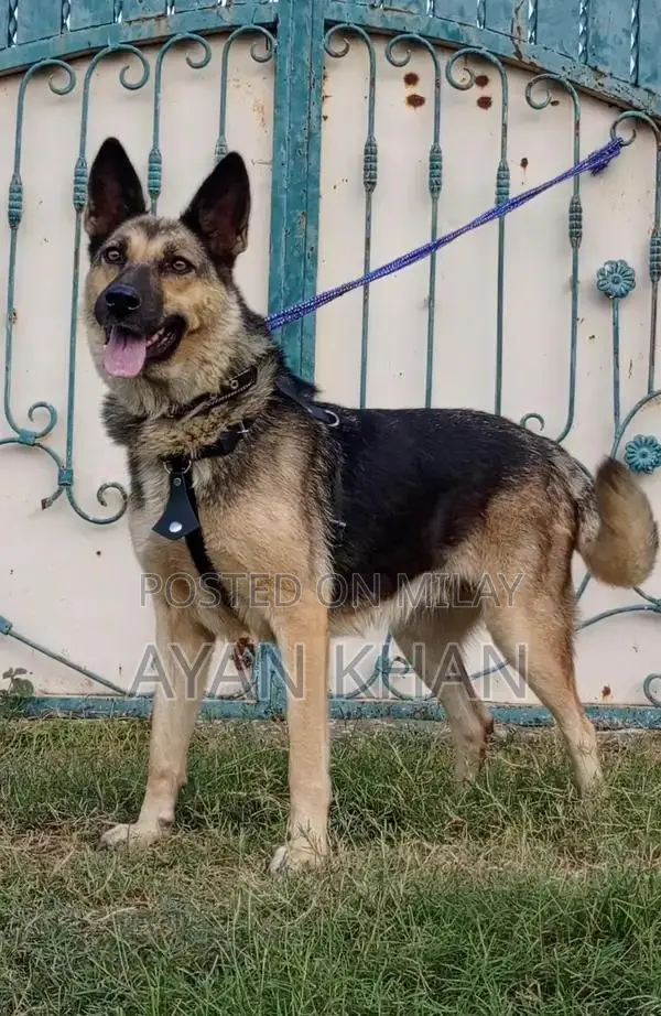 7-Month-Old Female Bighyari Security Guard Dog