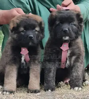 Photo - Caucasian Shepherd Dog Puppies - 2-Month-Old Guard Dog Pair
