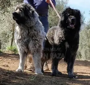 Caucasian Shepherd Dog Puppies - 2-Month-Old Guard Dog Pair