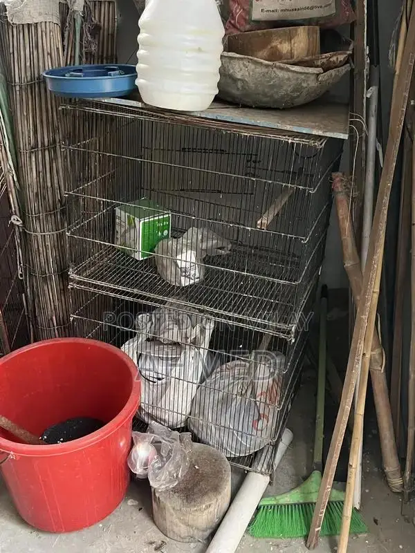 Portable Folding Bird and Hen Cages Multiple Sizes