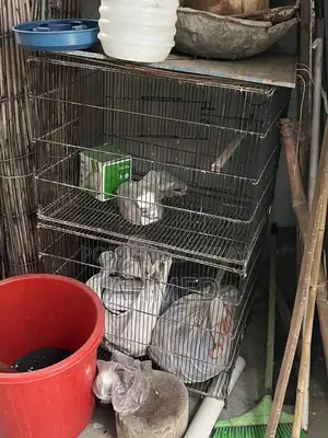 Portable Folding Bird and Hen Cages Multiple Sizes