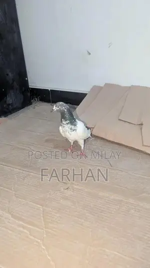 Pure Teddy Pigeon - Healthy Pet Bird