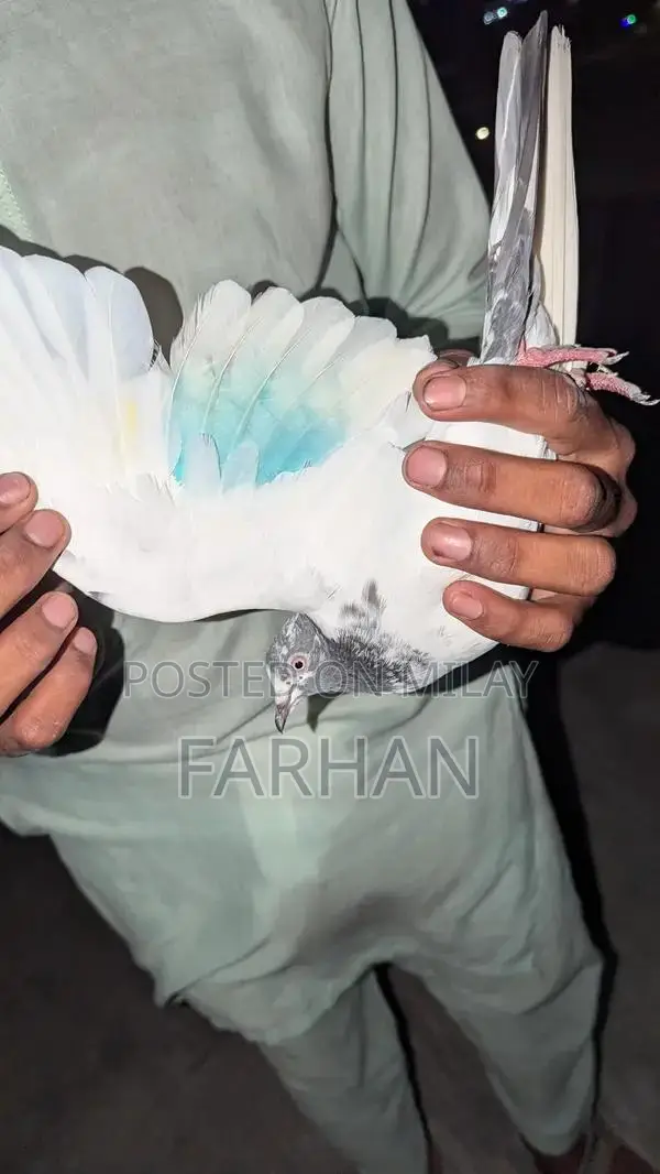 Pure Teddy Pigeon - Healthy Pet Bird