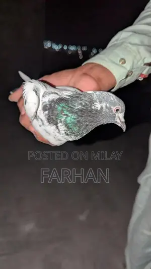 Pure Teddy Pigeon - Healthy Pet Bird