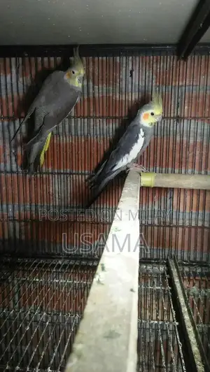 Photo - GRY Cocktail Bird Breeding Pair