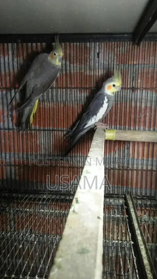 GRY Cocktail Bird Breeding Pair