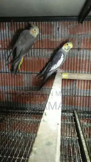 GRY Cocktail Bird Breeding Pair