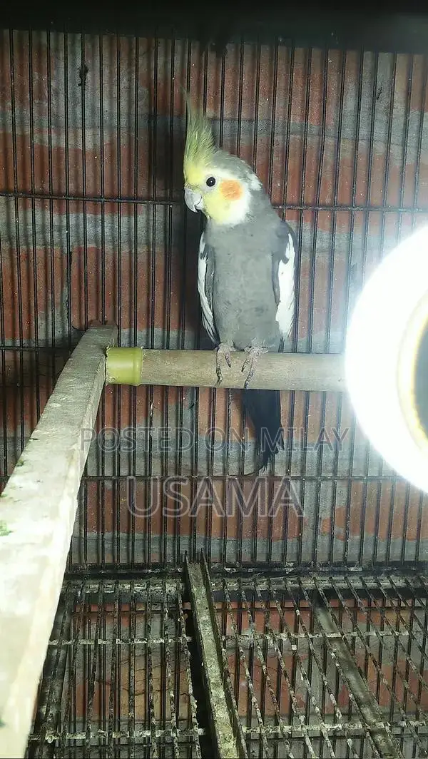 GRY Cocktail Bird Breeding Pair