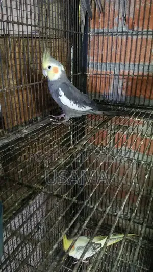 GRY Cocktail Bird Breeding Pair