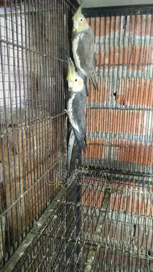 GRY Cocktail Bird Breeding Pair