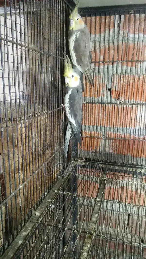 GRY Cocktail Bird Breeding Pair