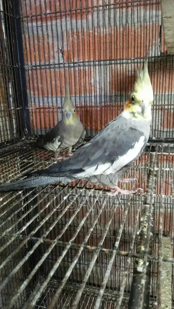GRY Cocktail Bird Breeding Pair