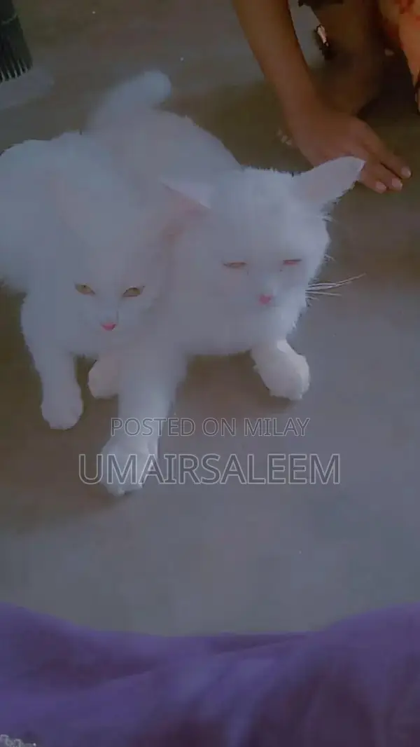 Pair of Turkish Angora Cats - Rare and Elegant Feline Companions