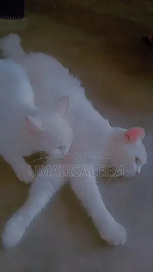 Pair of Turkish Angora Cats - Rare and Elegant Feline Companions