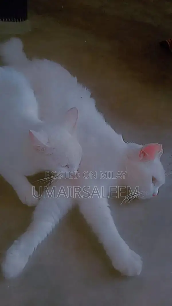 Pair of Turkish Angora Cats - Rare and Elegant Feline Companions