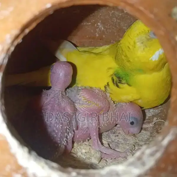 Budgie Parrot Pair - Baby Budgies Available