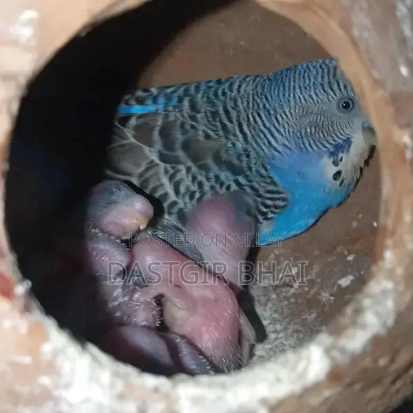 Budgie Parrot Pair - Baby Budgies Available