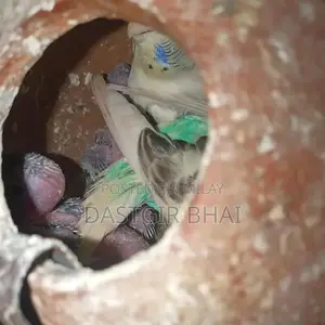 Budgie Parrot Pair - Baby Budgies Available