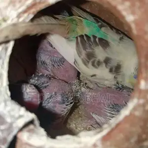 Budgie Parrot Pair - Baby Budgies Available