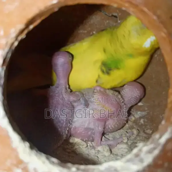 Budgie Parrot Pair - Baby Budgies Available